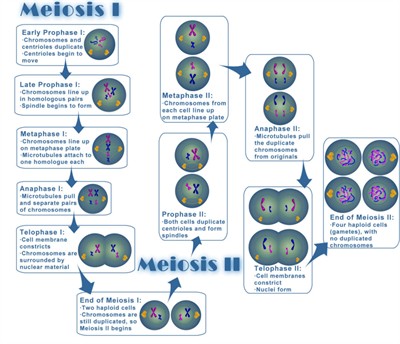 meiosis now.jpg