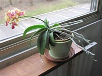 1200pxPhototropismw1198w400.jpg