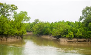 Sundarbans_river.jpg