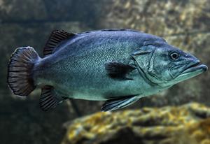 fish-3322230_1280 (1).jpg