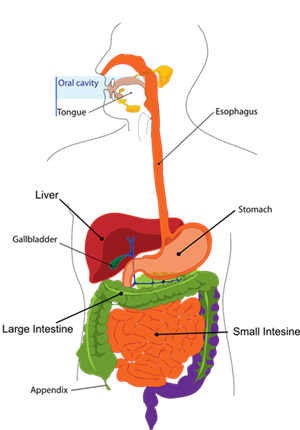 digestion3033641280w400.png
