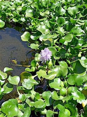 449px-Eichhornia_crassipes_(or_Pontederia_crassipes)_-_Family_Pontederiaceae_-_River (1).jpg
