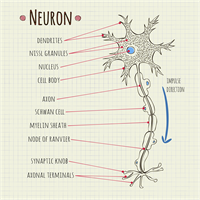 Neuronw800.png