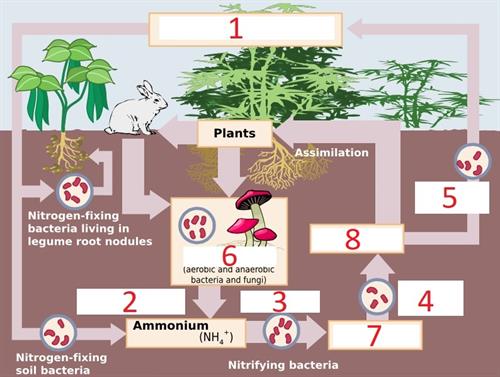 nitrogen_cycle_without_label.jpg