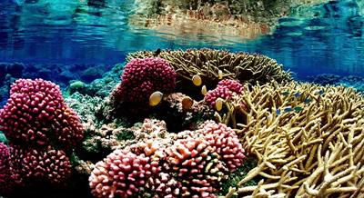 800px-Coral_reef_09.jpg