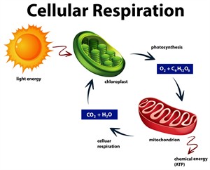 RESP & PHOTOSYNTHESIS.jpg