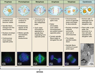 mitosis now.jpg