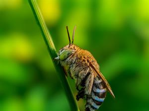 Honey-Bee-Close-up-119993-pixahive.jpg