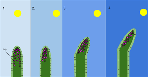 512px-Phototropism_Diagram.svg.png