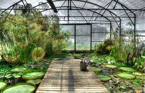 lotus-greenhouse-waterlily-garden-preview.jpg