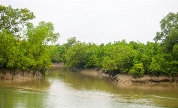 Sundarbans_river.jpg
