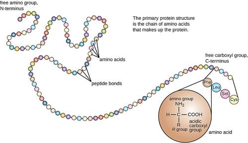 1024px-OSC_Microbio_07_04_primary (1).jpg