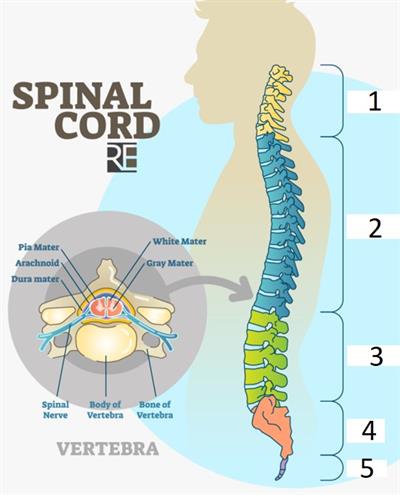 spinal cord.jpg
