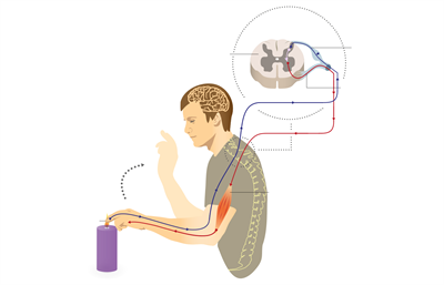 efferent neuron final.png