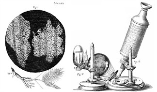 HookeMicroscopecork1w1023.jpg