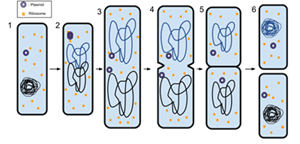 768pxBinaryFission2svgw400.png