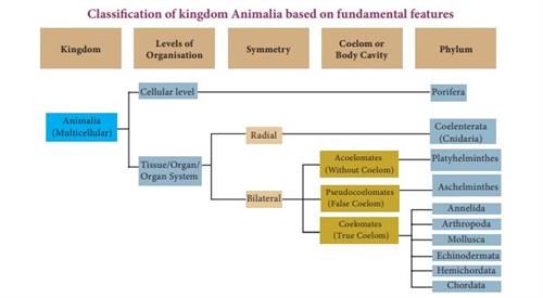 animal classification.JPG