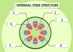 stem-structure_que.jpg
