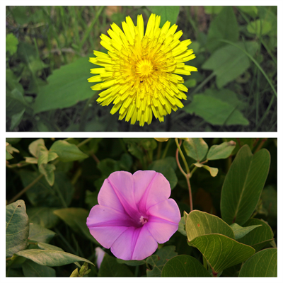 BeFunky-collage (6).png