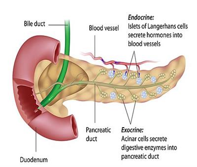 Normal_pancreas_.jpg