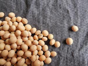 soybeans182295960720w300jpg.jpg