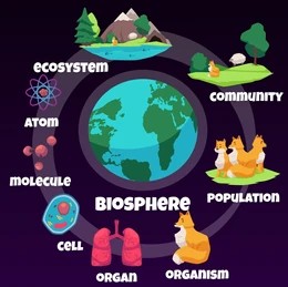 biology-hierarchy-infographic-about-ecosystem-260nw-2063244896.jpg