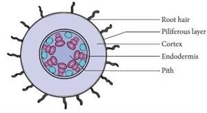 vascular bundle of the monocot root.jpg