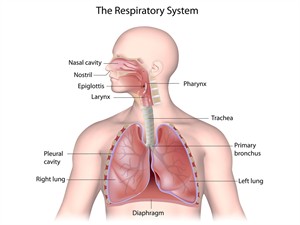 Human Respiratory system.jpg