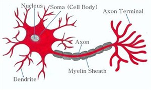Neurontypicalstructurew400.jpg