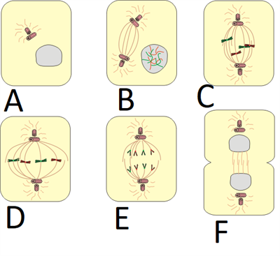 Mitosis porcess pic que.png