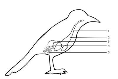 Bird D.S unnamed.png