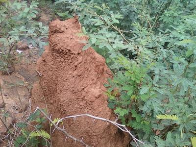 Shrub_of_acacia_arabica_and_anthill_at_Kambalakonda_Visakhapatnam.jpg