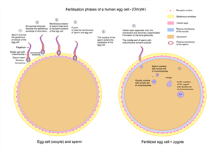 EggcellfertilizationZygotew676.png