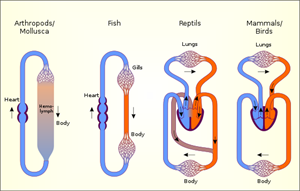 561pxCirculatorysystemsintheanimalkingdomsvg.png