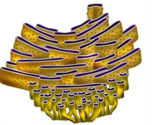 BeFunkycollage11 (8).jpg