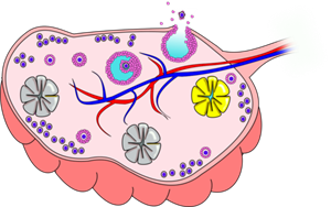 512px-Ovary.png