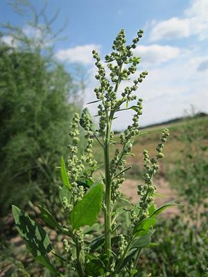 450px-20120903Chenopodium_album2.jpg