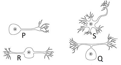 types_of_neuron 2.jpg