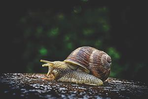 snail.jpg