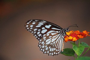 1280px-Blue_tiger_butterfly.jpg