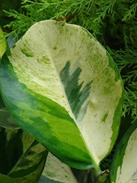 Variegated leaf.jpg