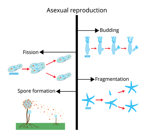 shutterstock_1218092428 (Asexual reproduction).png
