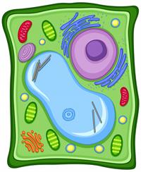 plant-cell-with-cell-membrane_1308-15415.jpg