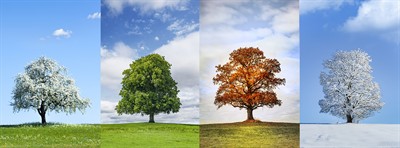 shutterstock_2734140901_tree in the four seasons_koks četros gadalaikos.jpg