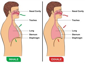 shutterstock108606032w9971 inhaleexhale.jpg