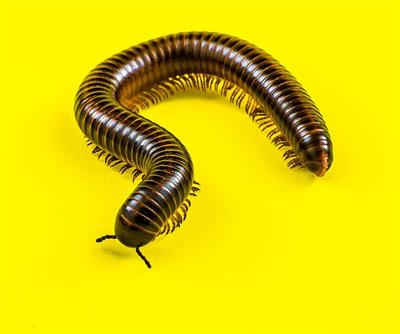 centipedes.jpg