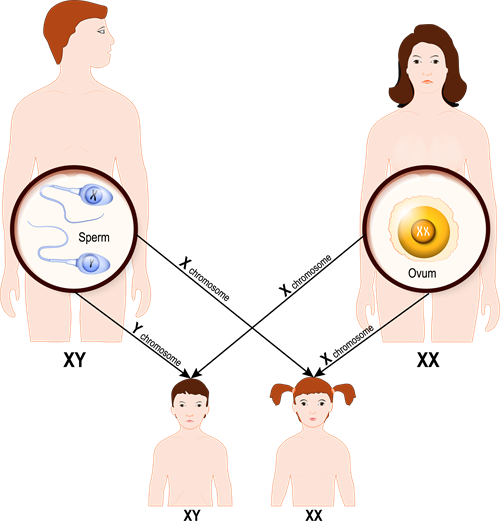 chromosomeAsset1 (1).png