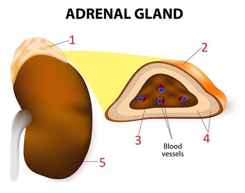 adrenal_withoutlabel.jpg