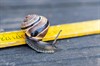 snail-7945974_1280.jpg