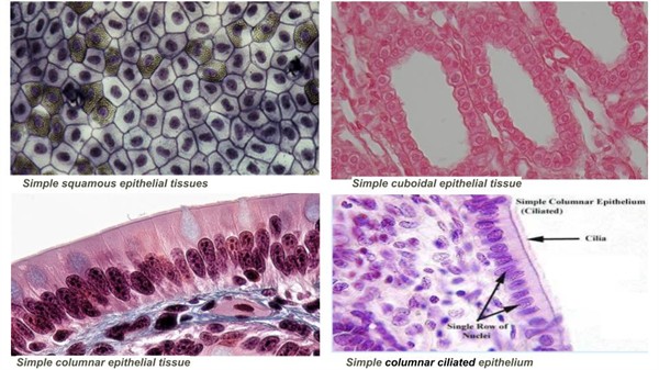 Untitled presentation.jpg